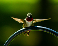 Hummingbird_9269