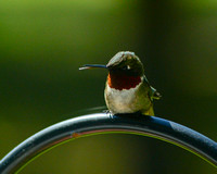 Hummingbird_9270