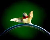 Hummingbird_9321