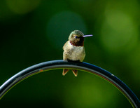 Hummingbird_9259